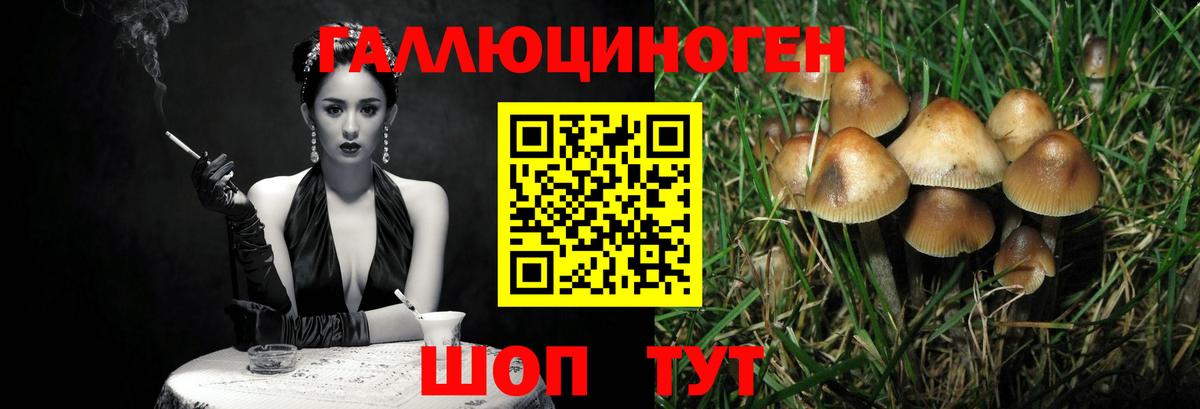 Галлюциногенные грибы Psilocybine cubensis Димитровград